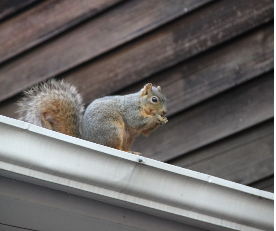 Squirrel Control Doncaster