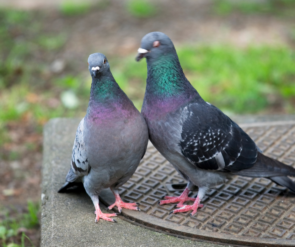 pigeon Control Doncaster