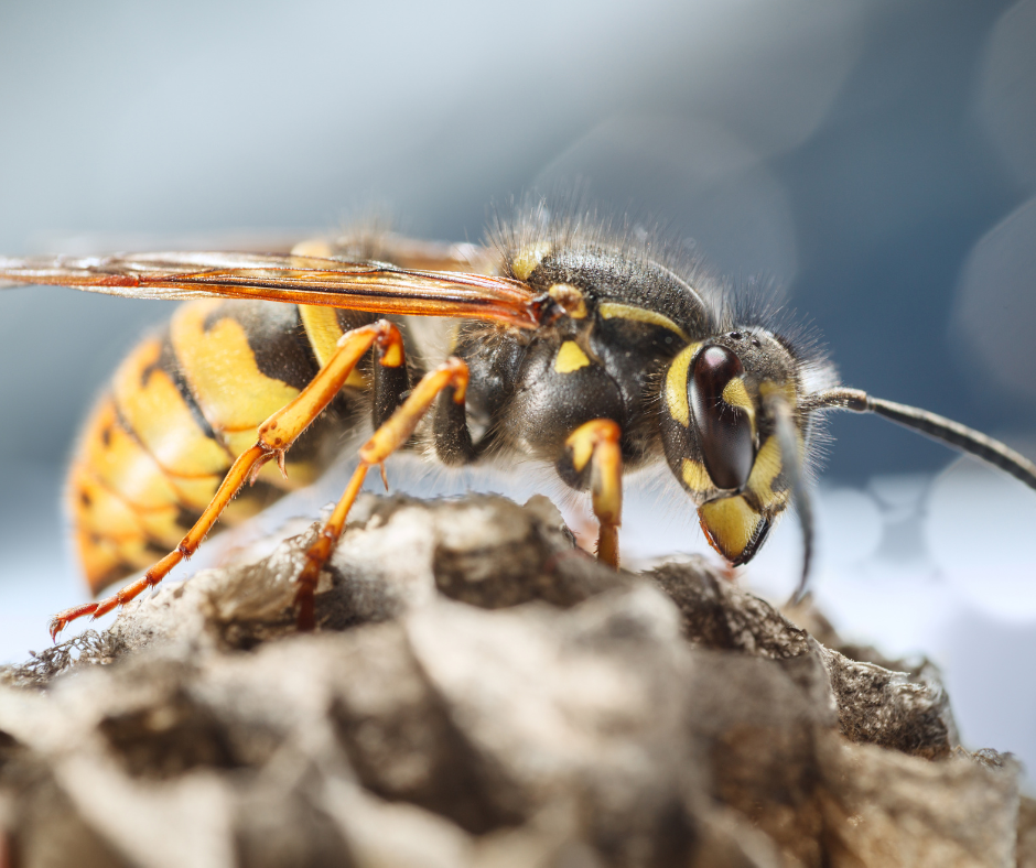 Wasp Control Doncaster