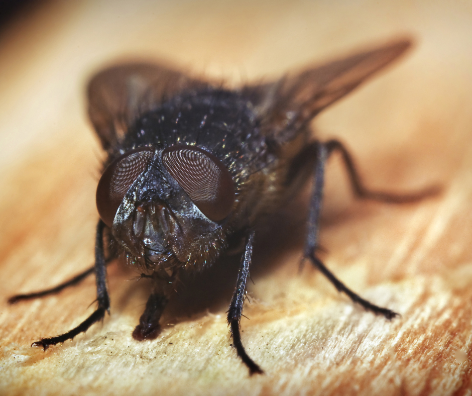 Cluster Fly Control Doncaster