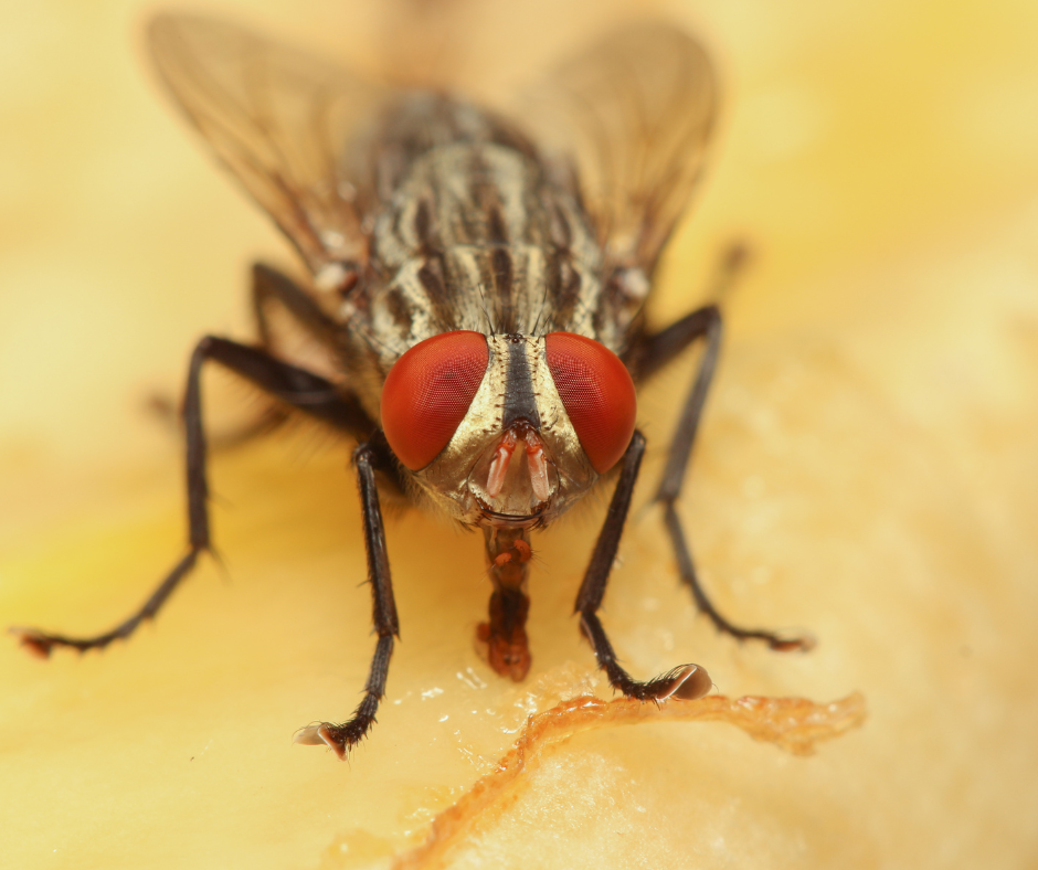 Cluster Fly Control Doncaster