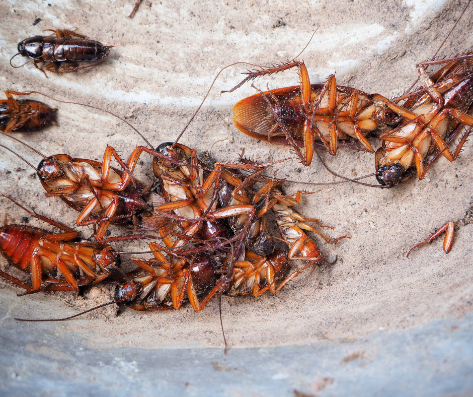 Cockroach-Control-Doncaster