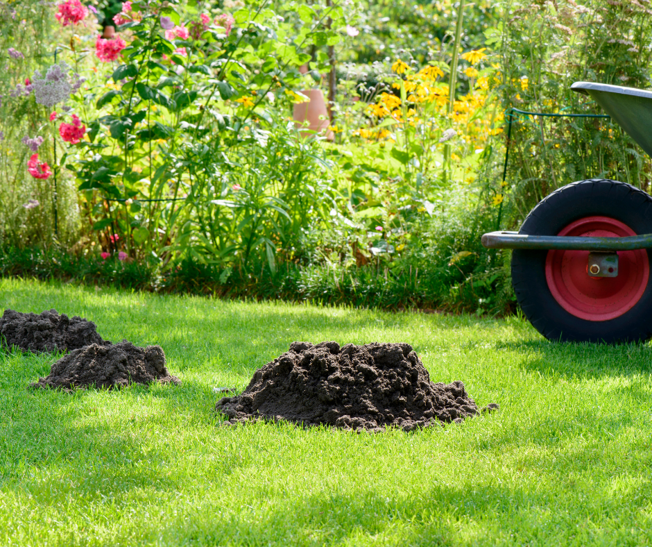 Garden Mole Control Doncaster