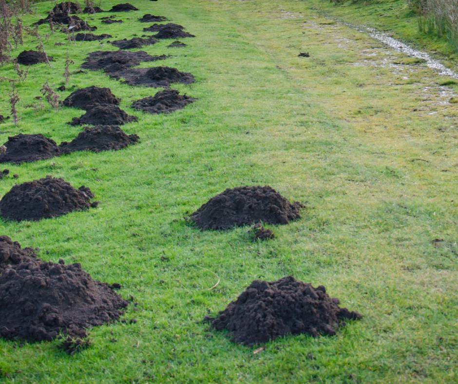 Garden Mole Control Doncaster