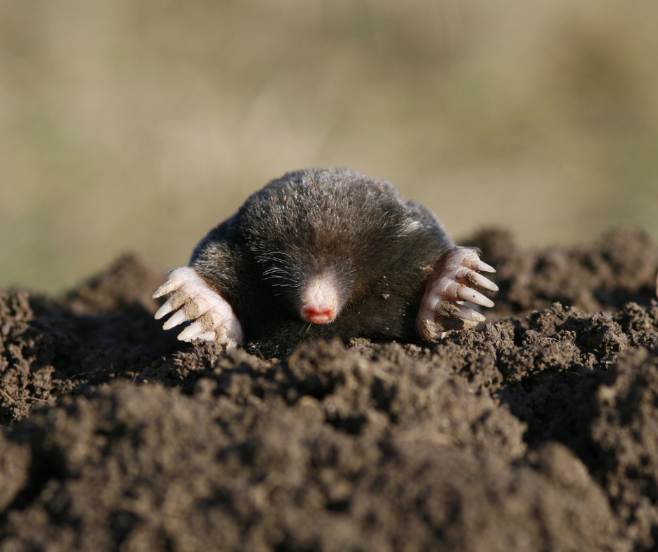 Garden Mole Control Doncaster