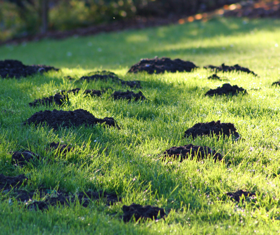 Garden Mole Control Doncaster