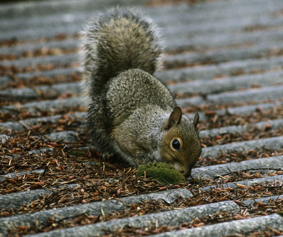 Squirrel control Doncaster