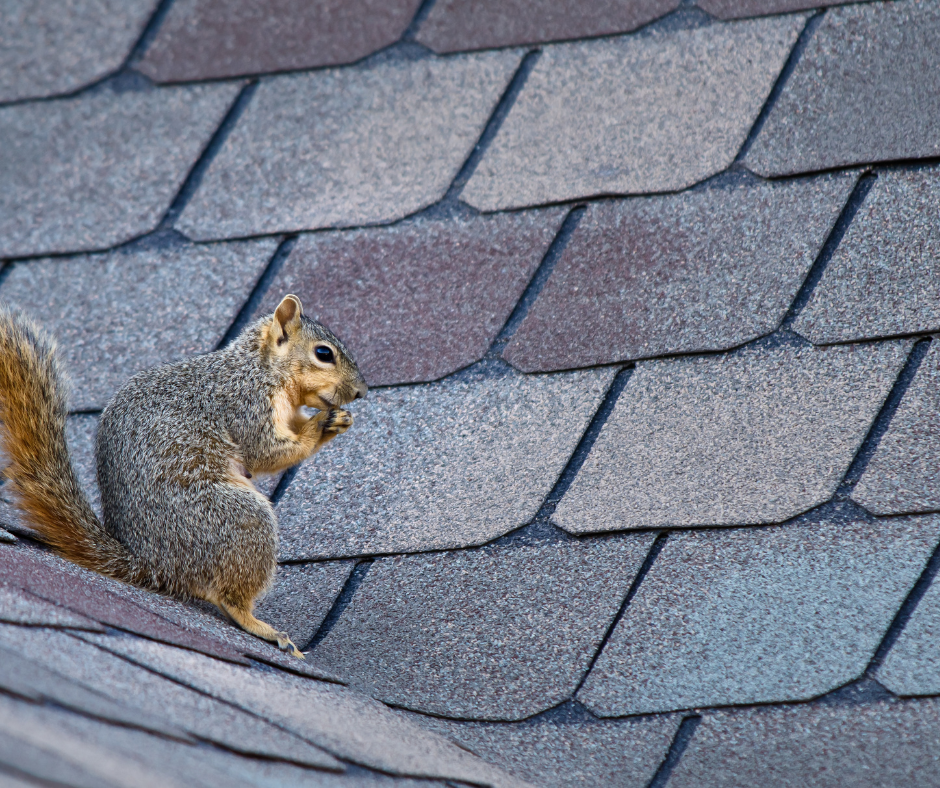 Squirrel control doncaster