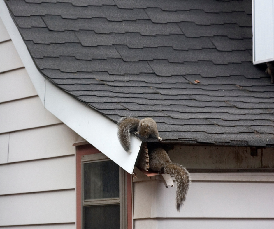 Squirrel Control Doncaster