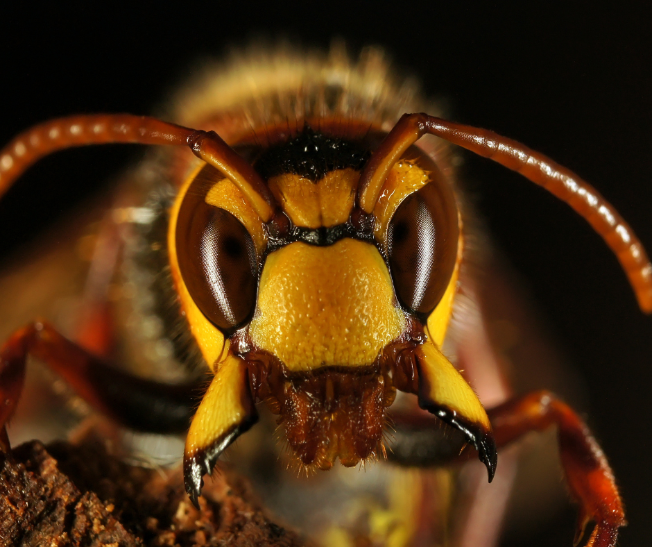 Wasp Nest Removal Shropshire