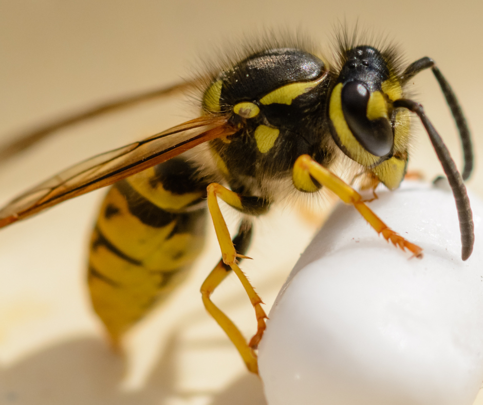 Wasp nest removal shropshire