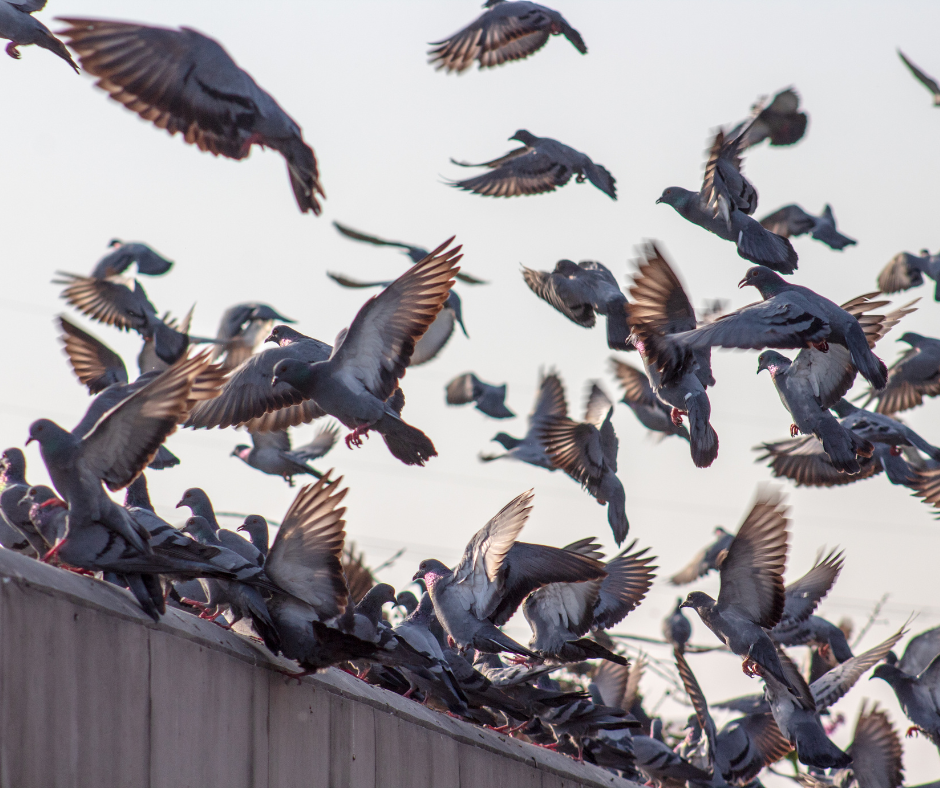 pigeon control nottinghamshire