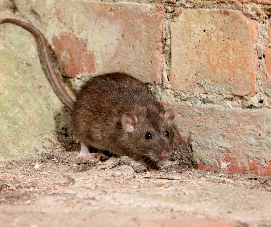 rat-control-doncaster